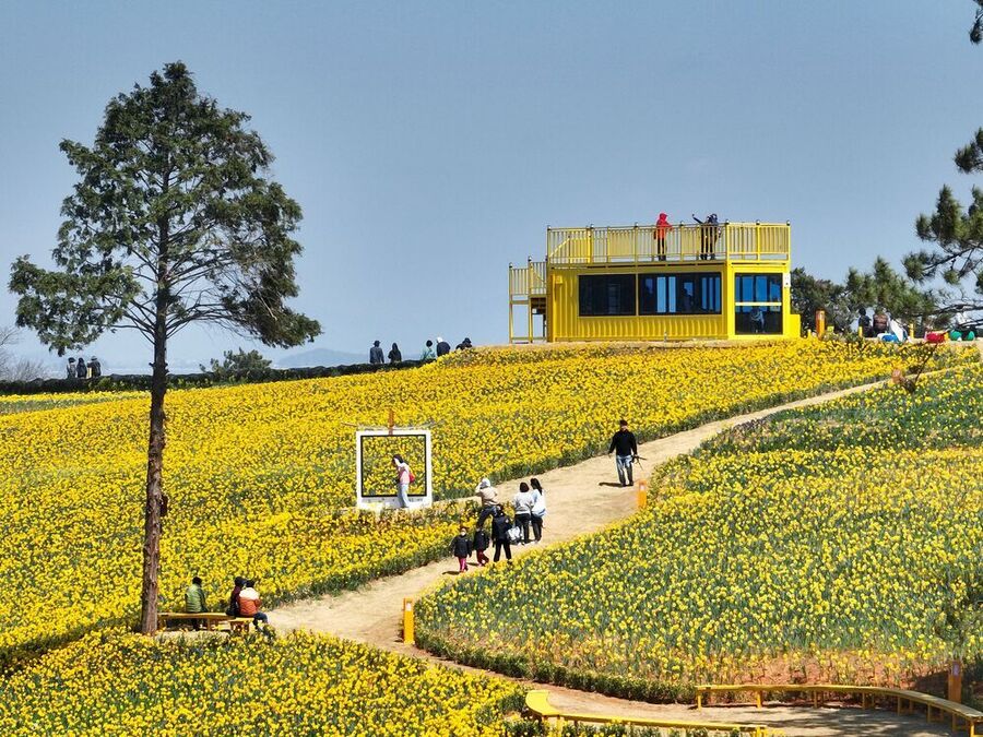 ▲ 종자·종묘 생산기반 구축-신안 선도 수선화 축제(신안군 제공)ⓒ전라남도 제공