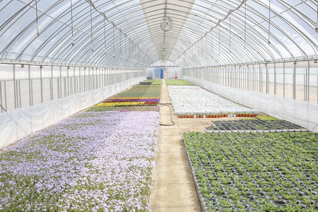 ▲ 서원면 옥계2리 화훼 온실단지 모습. ⓒ횡성군