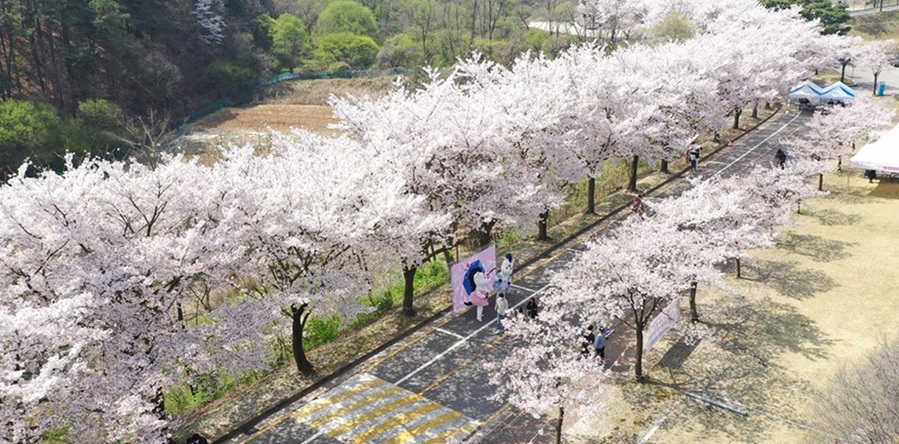 ▲ 자연캠퍼스 벚꽃길.ⓒ명지대