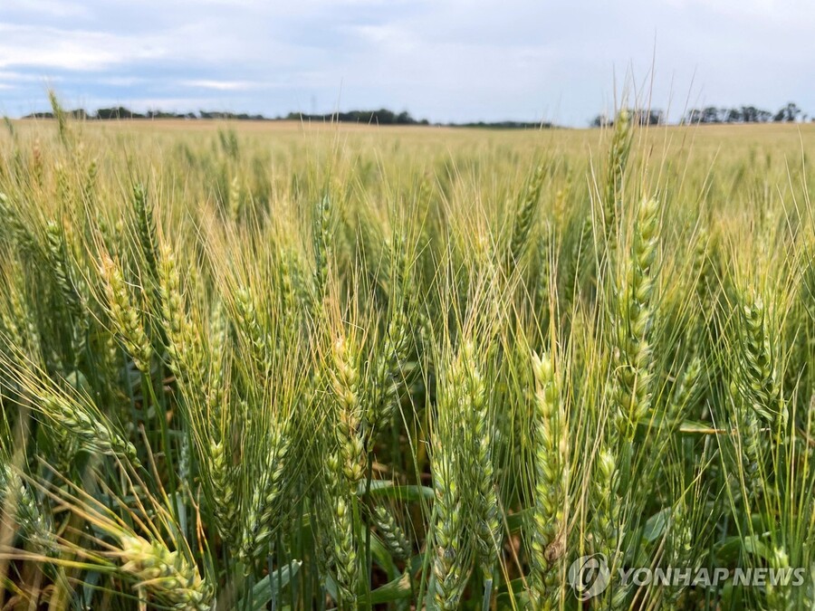 ▲ 미국 노스다코타주의 한 밀밭ⓒ연합뉴스