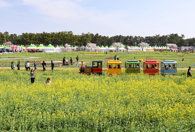 ▲ 강원 삼척시 근덕면 상맹방리 일원에 활짝 핀 '제22회 삼척맹방유채꽃축제' 모습. 삼척시는 '맹방, 봄으로 활짝 피다'를 주제로 19일까지 축제를 개최한다.