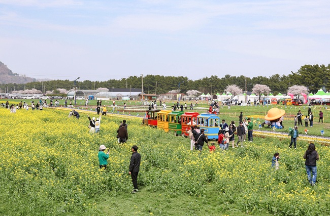 ▲ 강원 삼척시 근덕면 상맹방리 일원에 활짝 핀 '제22회 삼척맹방유채꽃축제' 모습. 삼척시는 '맹방, 봄으로 활짝 피다'를 주제로 19일까지 축제를 개최한다.