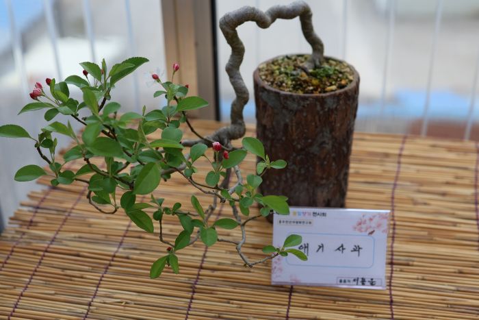 ▲ 제16회 봄빛향기 작품전시회에 선보일 사과나무.ⓒ홍성군