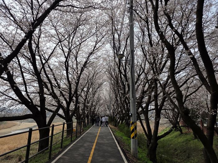 ▲ 조치원 봄꽃 축제 모습.ⓒ조치원읍