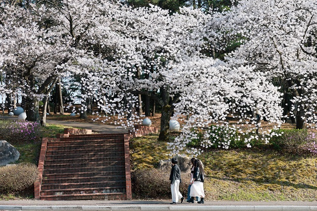 ▲ 경주 물너울공원 일대에서 시민과 관광객들이 만개한 벚꽃 아래 봄 정취를 즐기며 사진을 촬영하고 있다.ⓒ경주시
