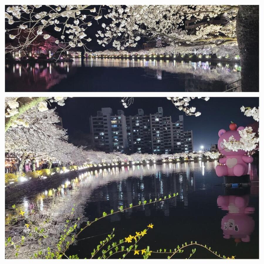 ▲ 벚꽃이 만개하 연화지 야경ⓒ