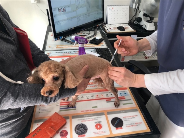 ▲ 광명지역 한 동물병원에서 광견병 예방접종을 하는 모습. ⓒ광명시 제공