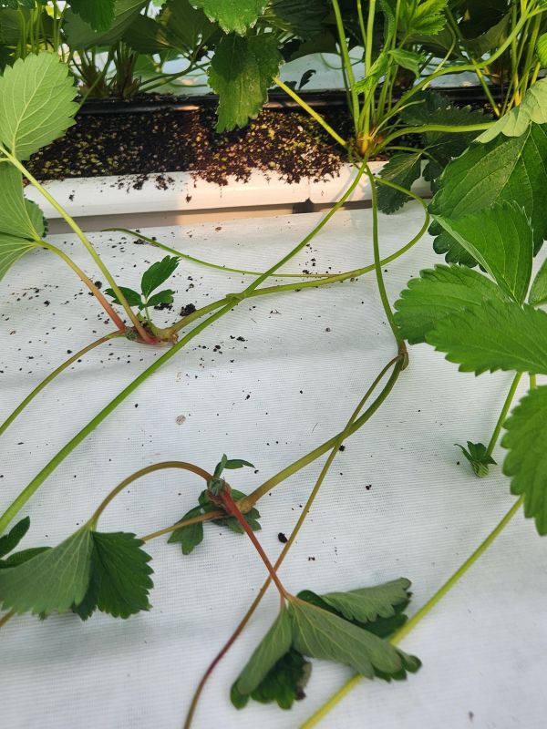 ▲ 작은뿌리 파리 피해 모습.ⓒ논산시