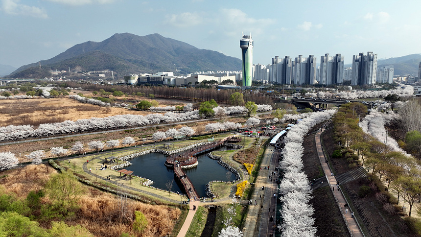 ▲ 벚꽃이 만개한 하남 당정뜰 모습 ⓒ하남시 제공