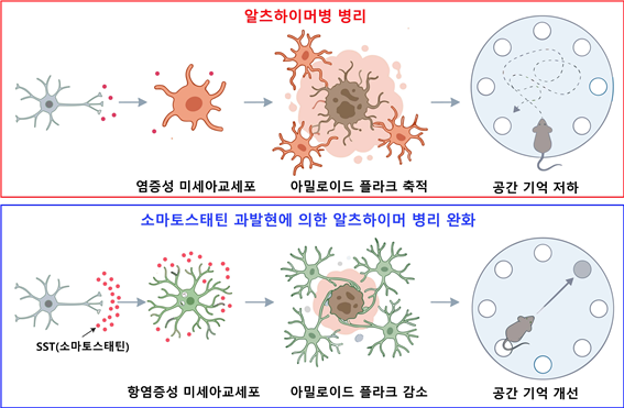 ▲ DGIST 뇌과학과 엄지원 교수 연구팀이 뇌 속 신경물질을 통해 면역세포의 기능을 조절함으로써 알츠하이머병을 완화하는 획기적인 기전을 찾아냈다.ⓒDGIST