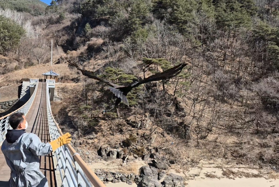 ▲ 경북도는 올해 1월부터 3월까지 천연기념물인 황조롱이, 큰고니, 참매 등을 포함해 조류 8종 21마리, 포유류 3종 6마리 등 총 11종 27마리의 야생동물을 구조 후 방사했다.ⓒ경북도