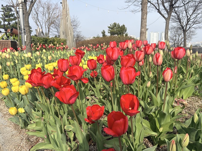 ▲ 청초호유원지 분수광장 및 속초광장 일원에 식재한 튤립. ⓒ속초시