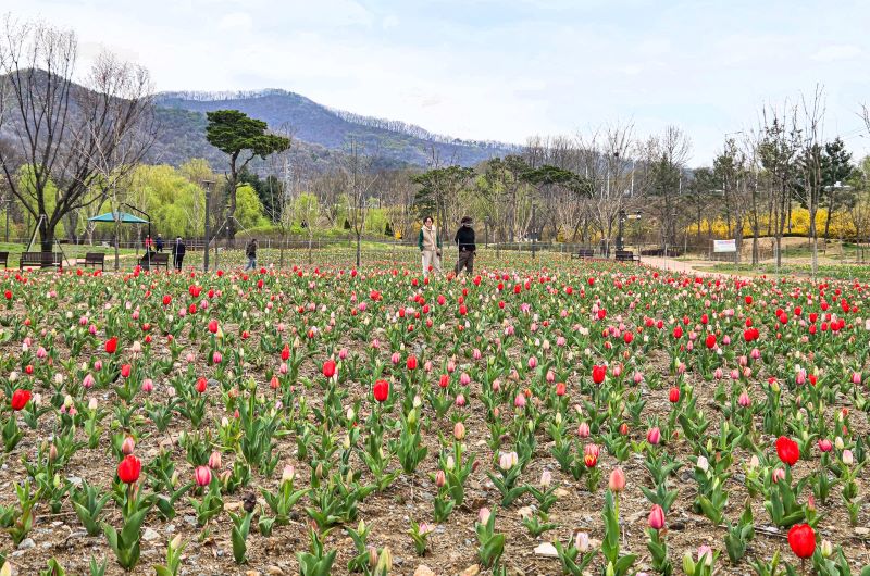 ▲ 천안 삼거리공원 너른뜰 정원에 10만 본의 튤립이 피어있다.ⓒ천안시