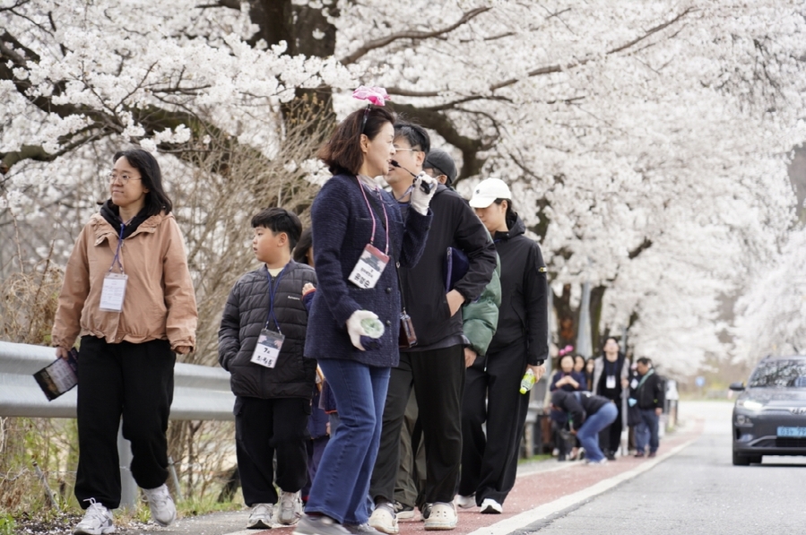 ▲ 고모산성 벚꽃 트레킹ⓒ