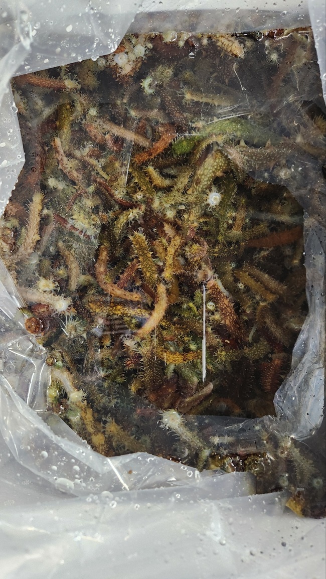 ▲ 돌기해삼 종자. ⓒ삼척시