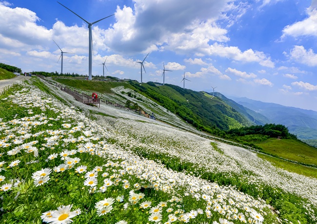 ▲ 청옥산 야생화 생태 단지 모습. ⓒ평창군