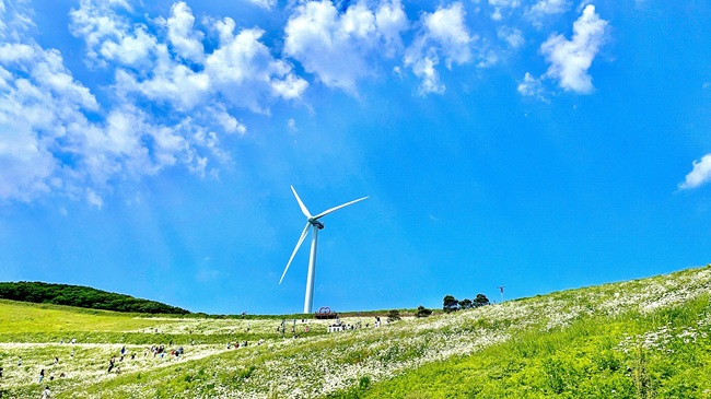 ▲ 청옥산 야생화 생태 단지 모습. ⓒ평창군