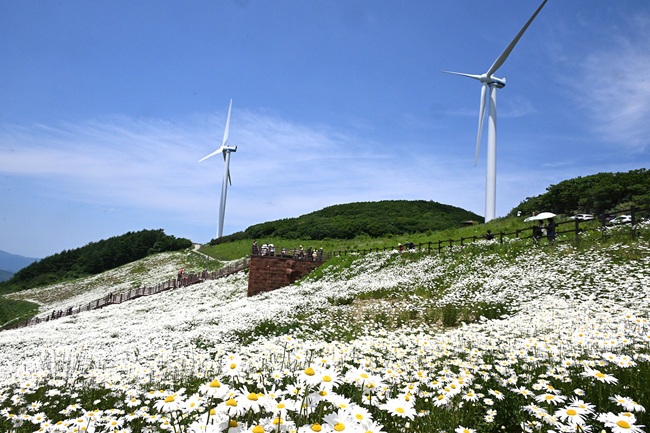 ▲ 청옥산 야생화 생태 단지 모습. ⓒ평창군