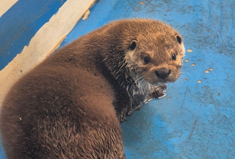 ▲ 우치동물원 수달입식ⓒ광주광역시 제공