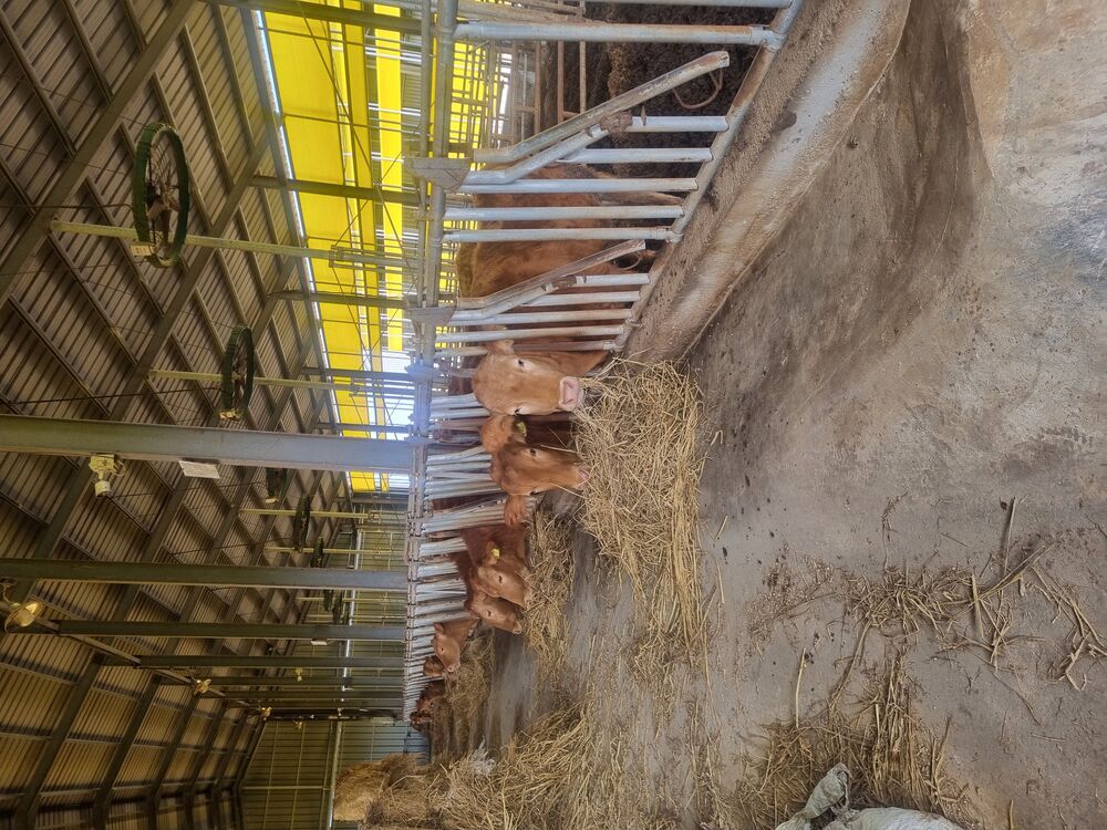 ▲ 전라남도는 최근 국제 유가와 환율 변동 등으로 사료 원료 가격 상승 압력이 지속됨에 따라 축산농가의 경영 안정을 위해 2026년 상반기 사료구매 융자금 1200억 원을 지원ⓒ전라남도 제공