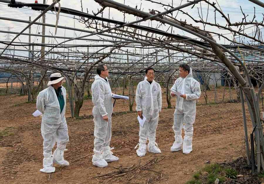 ▲ 배 냉해 예방 현장점검ⓒ전라남도 제공