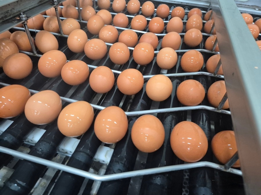 ▲ 태국산 신선란 샘플 물량 난각.ⓒaT