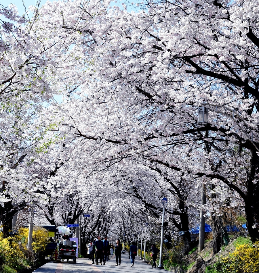 ▲ 인천 강화군 강화산성 북문 벚꽃길 ⓒ강화군 제공