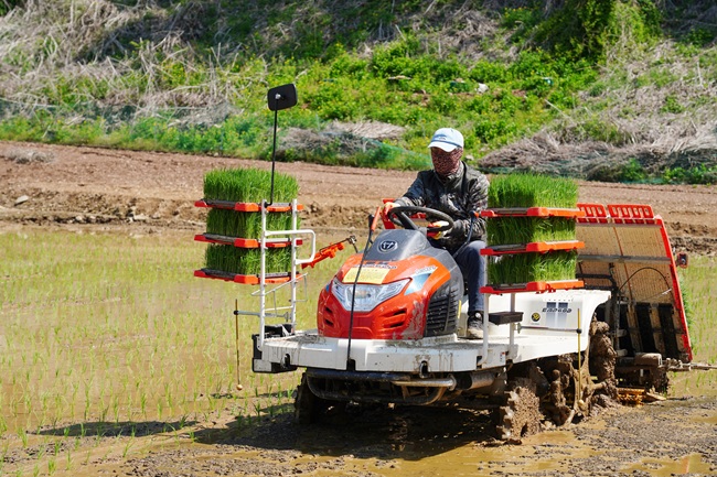 ▲ 화천지역에서 이앙기 농기계로 모내기를 하고 있는 모습. ⓒ화천군