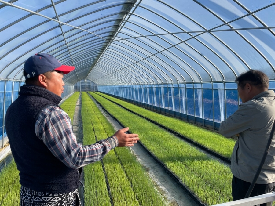 ▲ 김천시농업기술센터 관계자가 스마트양파 육묘장을 관찰하고 있다ⓒ김천시 제공