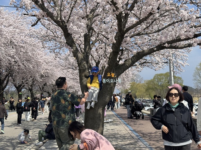 ▲ 2026 양양 남대천 벚꽃축제 모습. ⓒ양양군