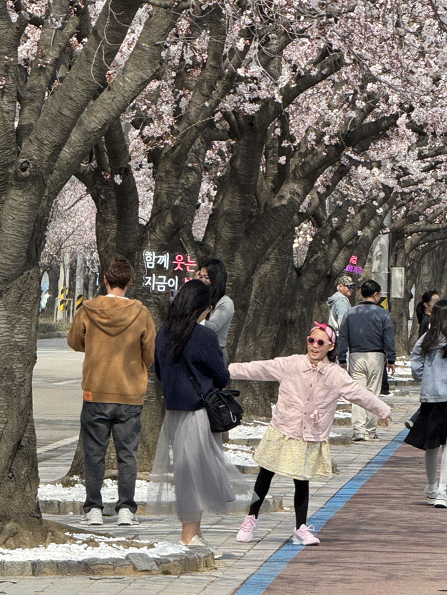 ▲ 2026 양양 남대천 벚꽃축제 모습. ⓒ양양군
