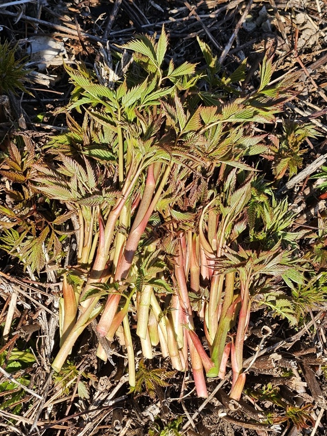 ▲ 두릅. ⓒ홍천군