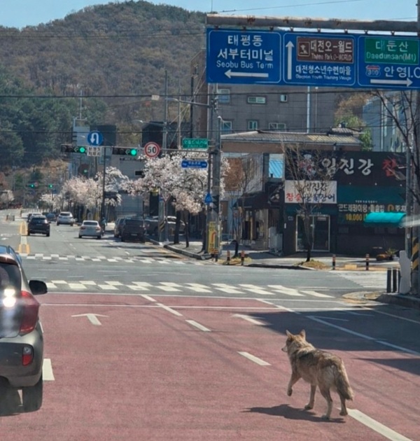 ▲ 김옥선 서부소방서장이 8일 오월드현장에 마련된 상황실에서 김재선 중구청장에게 현장 상황을 소개하고 있다. ⓒ김경태기자
