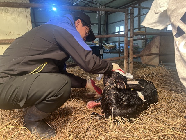 ▲ 여주자영농업고에서 지난 6일 태어난 젖소 송아지.ⓒ경기도교육청 제공