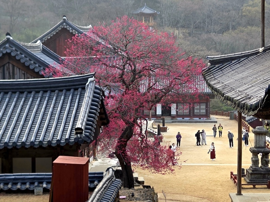 ▲ 100만이 찾은 봄, 3색 봄꽃의 도시_화엄사 홍매화ⓒ구례군 제공