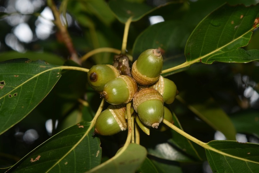 ▲ 그린바이오 기술개발 사업- 붉가시나무 열매ⓒ전라남도 제공