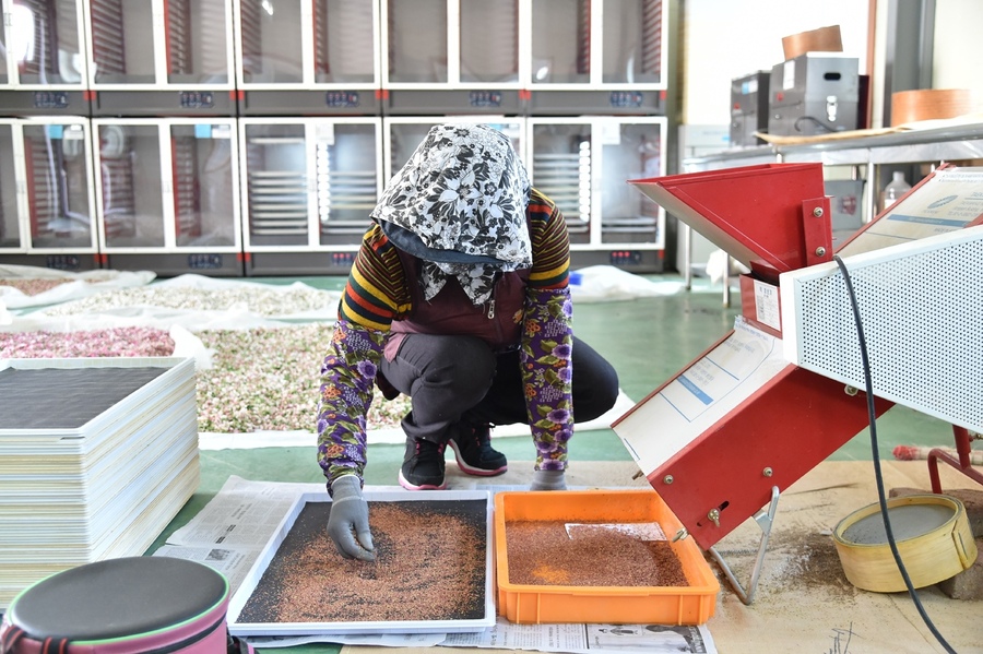 ▲ 청송군은 8일부터 10일까지 청송군농업기술센터 꽃가루은행에서 지역 내 382농가를 대상으로 사과 인공수분에 필요한 꽃가루와 석송자 등을 배부한다.ⓒ청송군