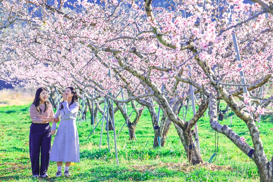 ▲ 청도군 전역이 화사하게 만개한 복사꽃으로 분홍빛 물결을 이루며 방문객들에게 눈부신 봄날의 장관을 선사하고 있다(각남면 칠성리 복사꽃밭).ⓒ청도군