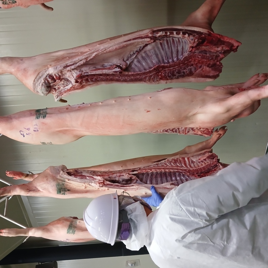 ▲ 축산물 검사(해체)ⓒ전라남도 제공