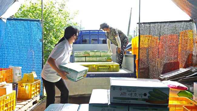 ▲ 화천군 간동면 지역의 한 농가에서 여성 농업인이 애호박을 출하하고 있다. ⓒ화천군