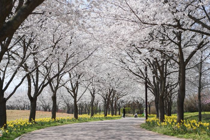 ▲ 수도권매립지 드림파크 벚꽃길 전경 ⓒ수도권매립지관리공사 제공