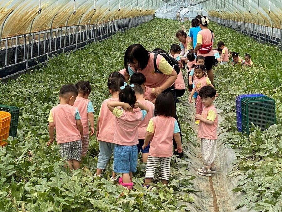 ▲ 농촌체험휴양마을-광양 섬진강끝들마을(수박 수확 체험)ⓒ전라남도 제공