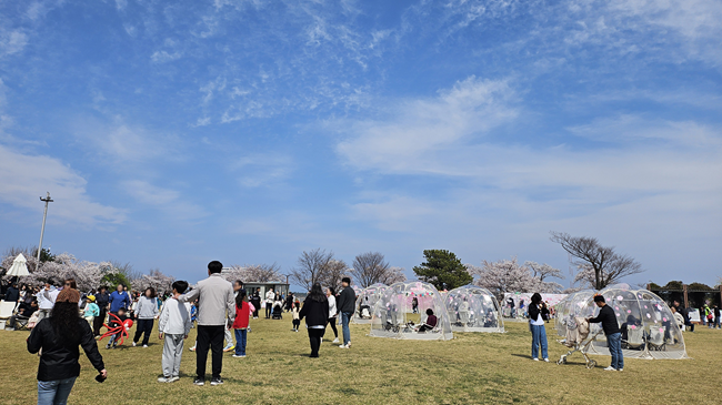 ▲ 지난 4일부터 11일까지 8일간 경포대 및 경포호수 일원에서 열린 '2026 경포 벚꽃 축제'가 43만 명이 방문하며 성황리에 막을 내렸다. ⓒ강릉시