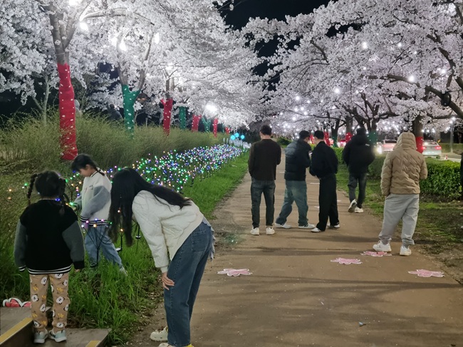 ▲ 지난 4일부터 11일까지 8일간 경포대 및 경포호수 일원에서 열린 '2026 경포 벚꽃 축제'가 43만 명이 방문하며 성황리에 막을 내렸다. ⓒ강릉시