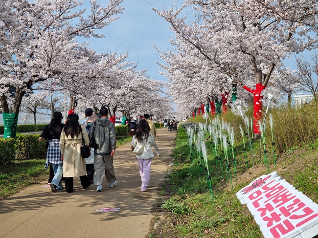 ▲ 지난 4일부터 11일까지 8일간 경포대 및 경포호수 일원에서 열린 '2026 경포 벚꽃 축제'가 43만 명이 방문하며 성황리에 막을 내렸다. ⓒ강릉시