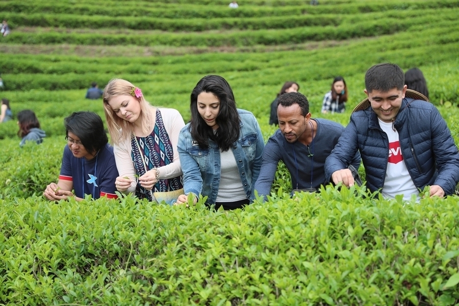 ▲ 보성군,‘말차’로 젊음과 세계를 잇다! 보성다향대축제_보성 찻잎 따기 체험을 하고 있다.ⓒ보성군 제공