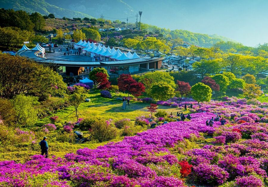 ▲ 합천군이‘제30회 황매산 철쭉제’를 오는 5월 1일부터 10일까지 10일간 황매산군립공원 일원에서 개최한다.ⓒ합천군