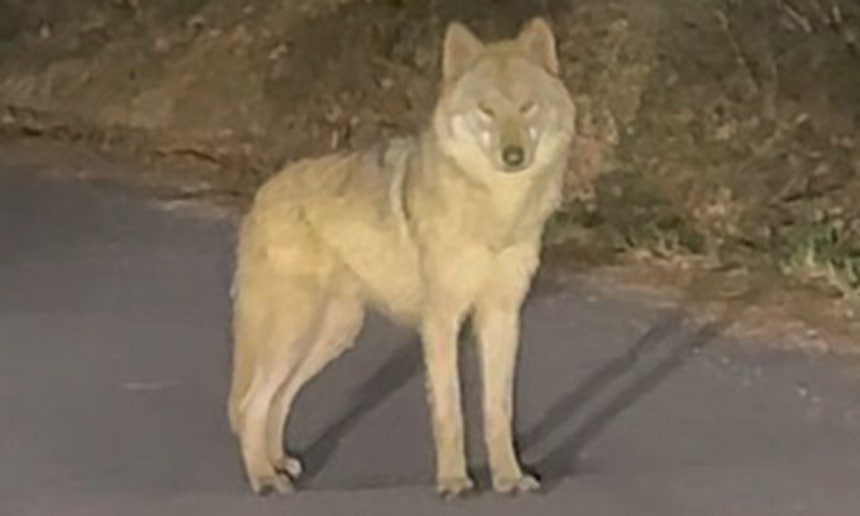 ▲ 대전 오월드 탈출 이후 한동안 행방이 묘연했던 늑대 '늑구'가 13일 오후 10시 43분께 오월드 인근 야산에서 목격됐다. 사진은 목격한 시민이 찍은 영상 갈무리. ⓒ연합뉴스