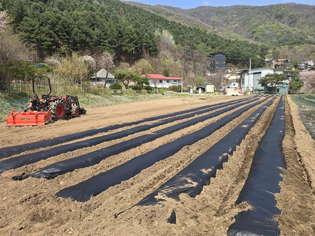 ▲ 경기도농수산진흥원이 ㈜그리코와 함께 추진하고 있는 업사이클링 멀칭필름이 가평군의 한 농가에 적용돼 있다. ⓒ경기도농수산진흥원 제공