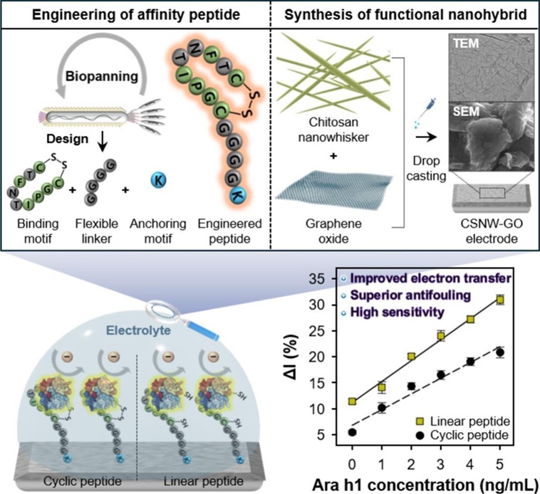 ▲ 펩타이드를 정교하게 설계해서 땅콩 알레르기 단백질(Ara h1)을 민감하게 잡아내는 전기화학 센서를 만든 과정과 성능을 보여주는 그림.ⓒ중앙대
